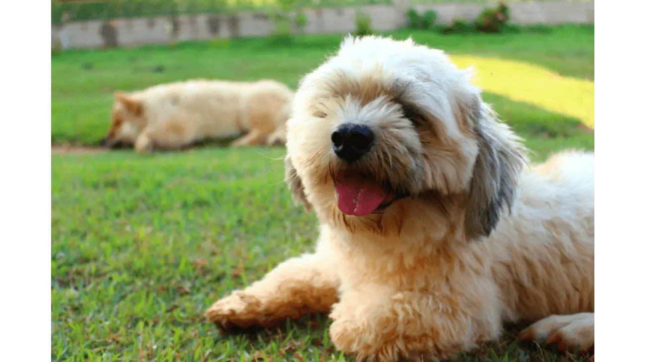 Lhasa Apso 3