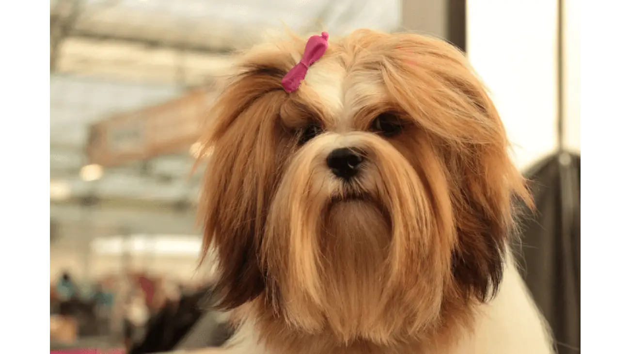 Lhasa Apso 0