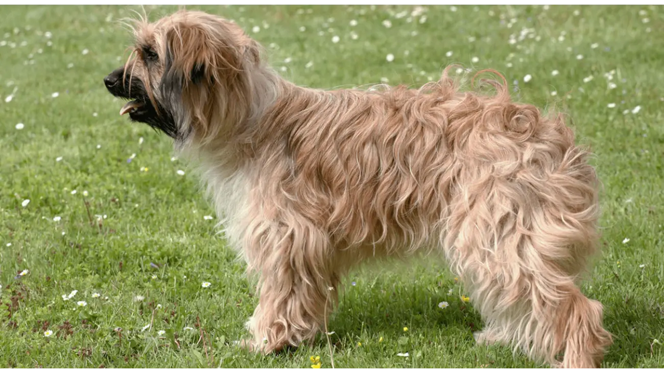 Pyrenean Sheepdog, Longhaired
