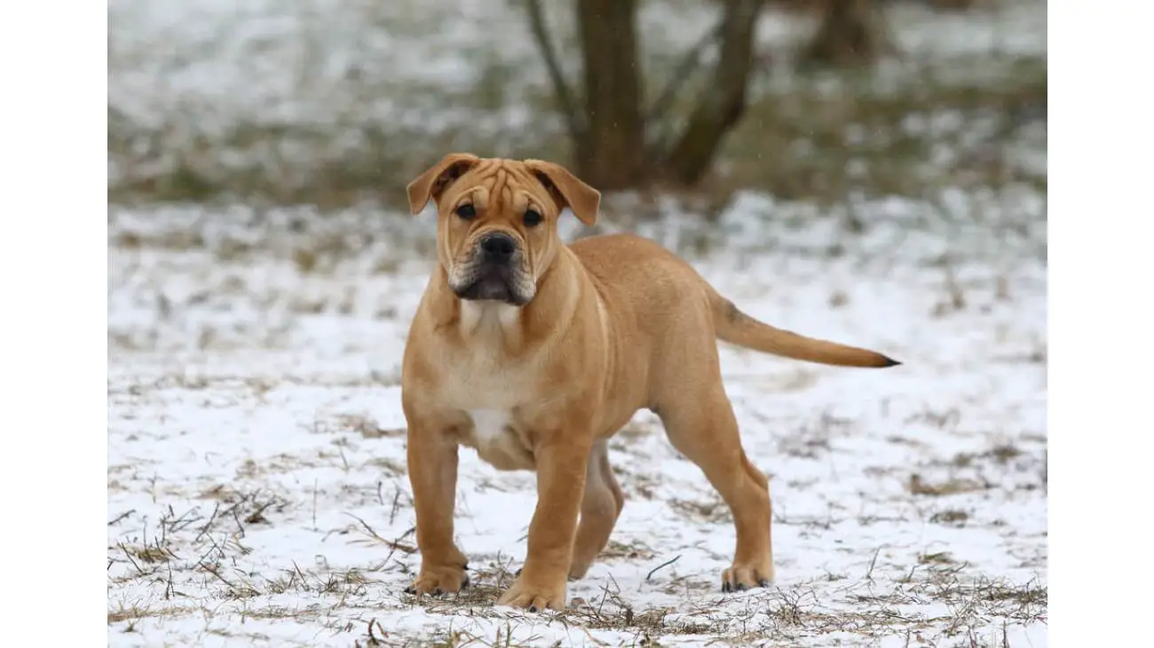 Ca de Bou (Majorcan Mastiff)