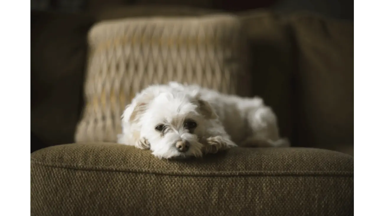 Maltese 3