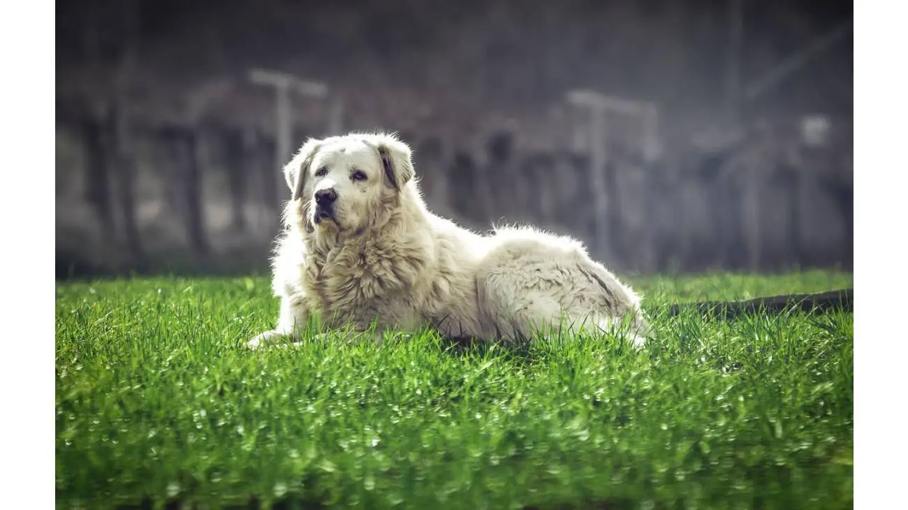 Maremma Sheepdog