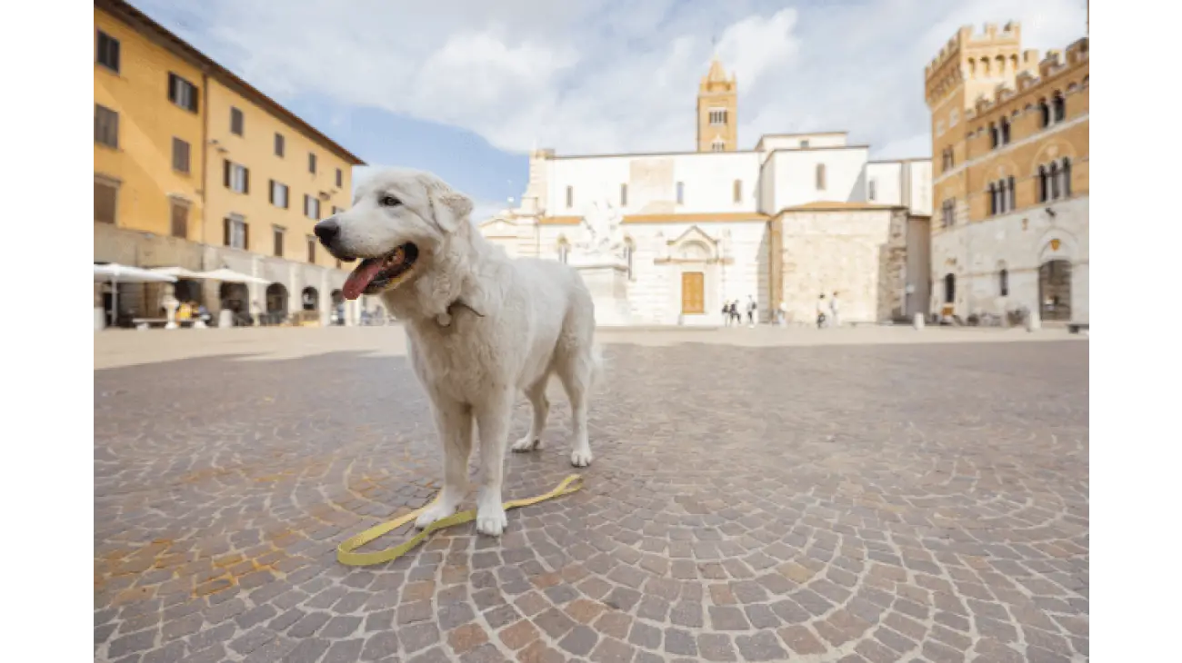 Maremma Sheepdog 0