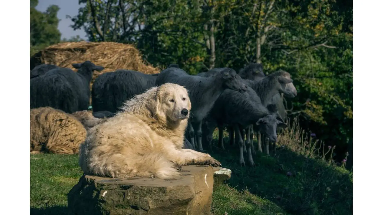 Pastor de la Maremma y de los Abruzos 2