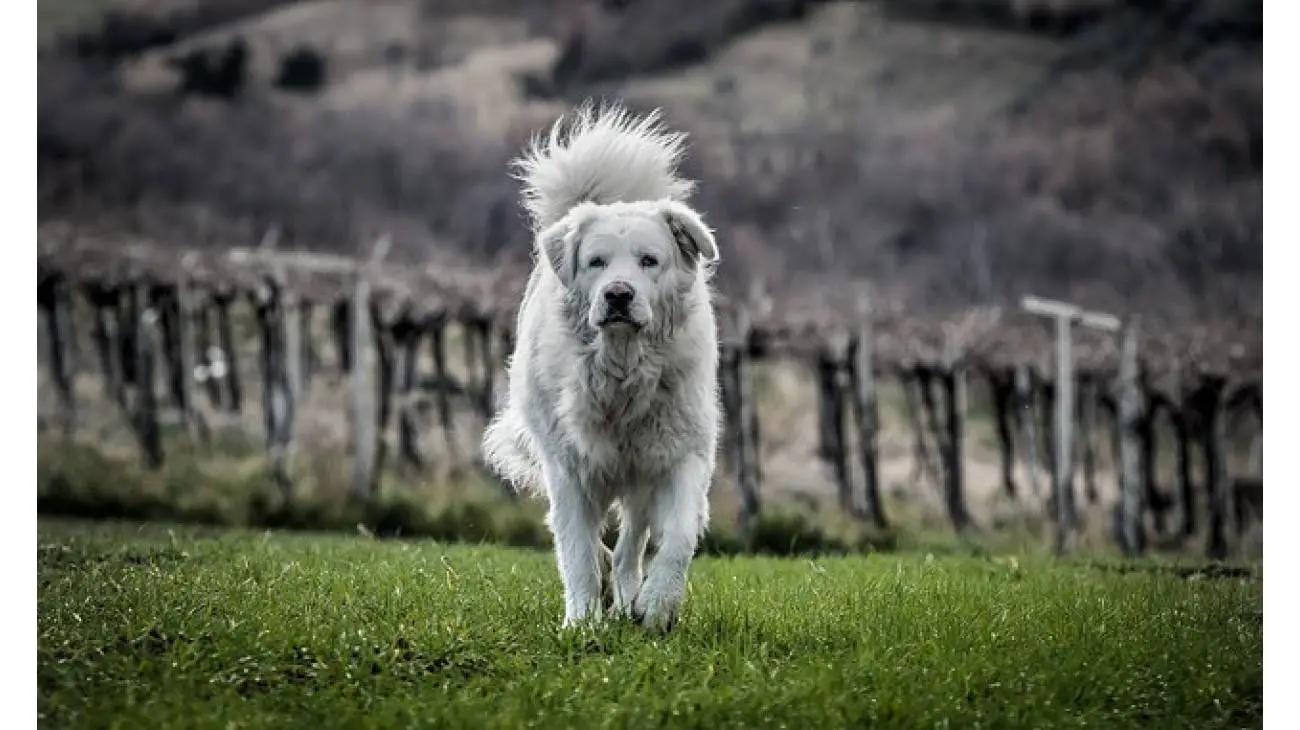 Maremma Sheepdog 1