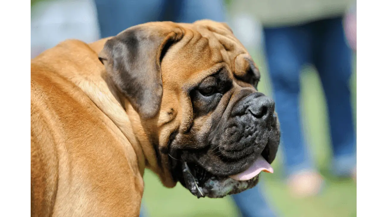 Mastiff 2