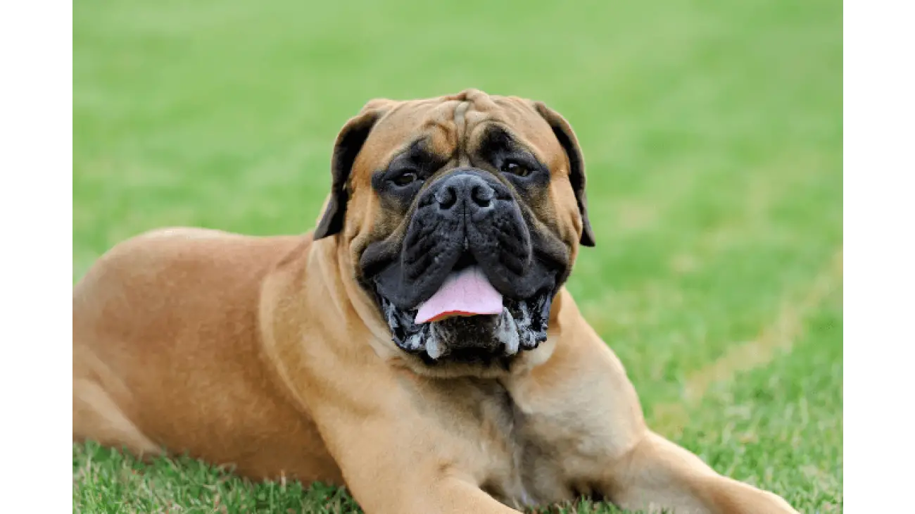 Mastiff 1