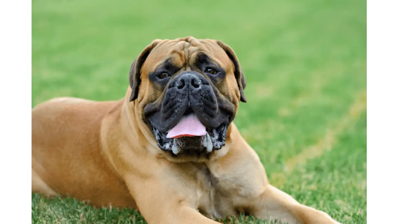 Mastiff 3