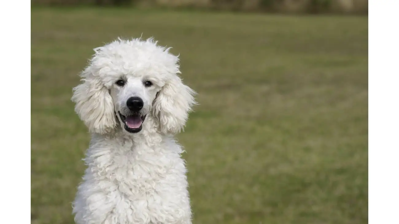 Caniche - mediano