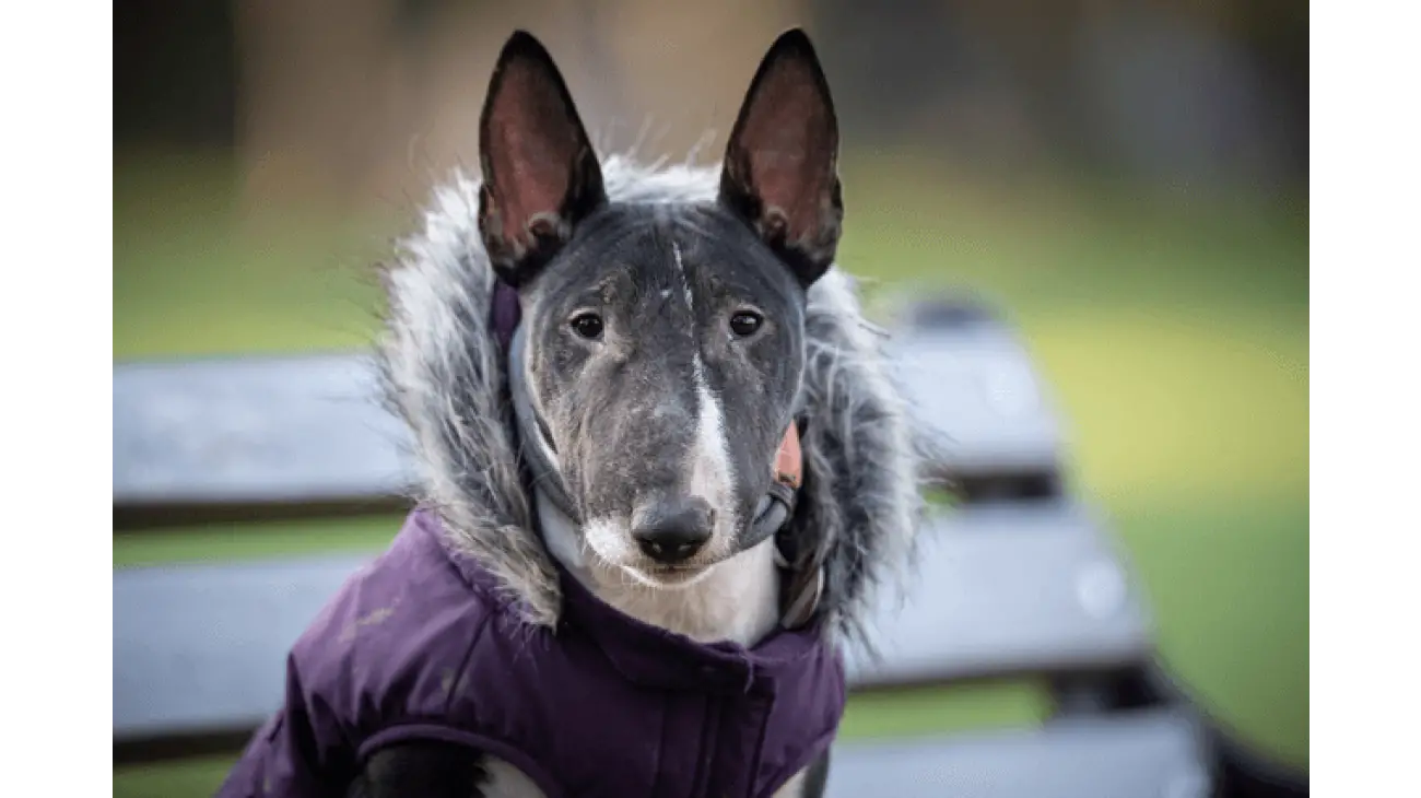 Bull terrier miniatura 1