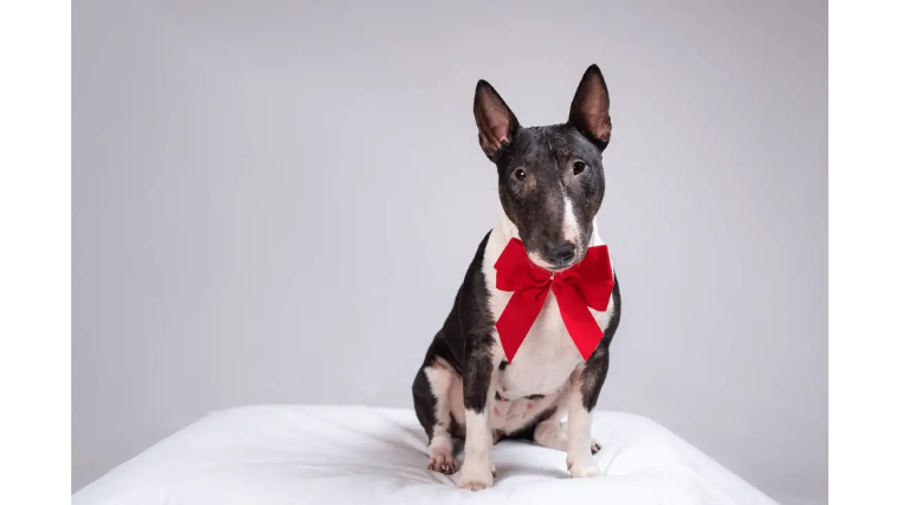 Miniature Bull Terrier 2