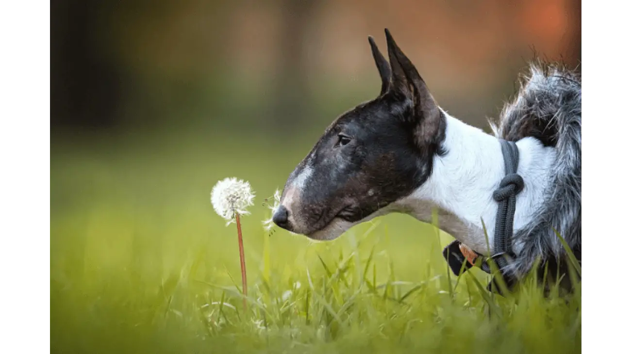 Miniature Bull Terrier 3