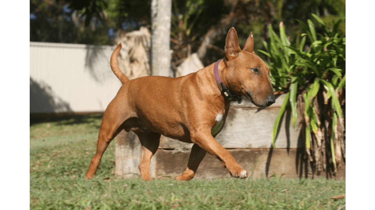 Mini bull terrier sales price