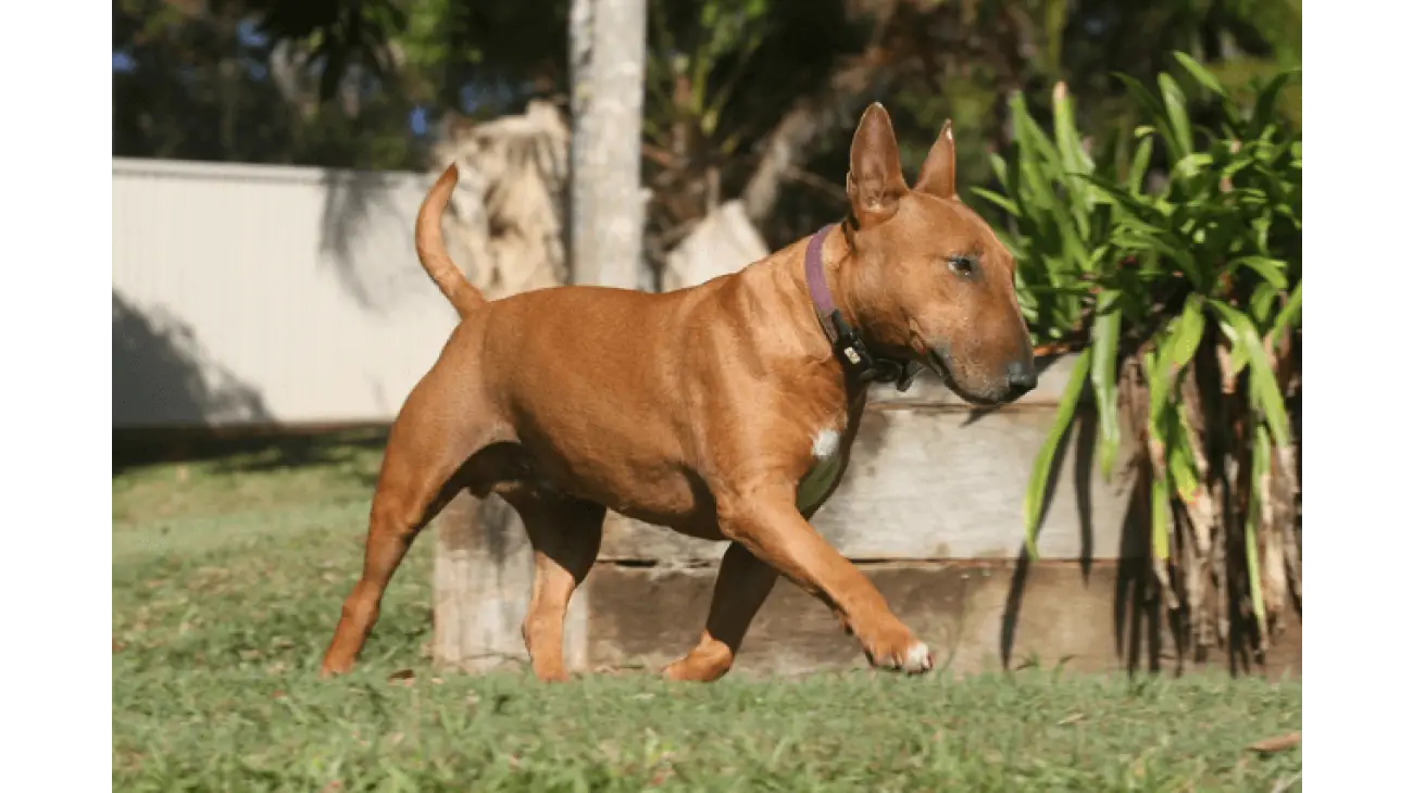 Bull terrier miniatura 0