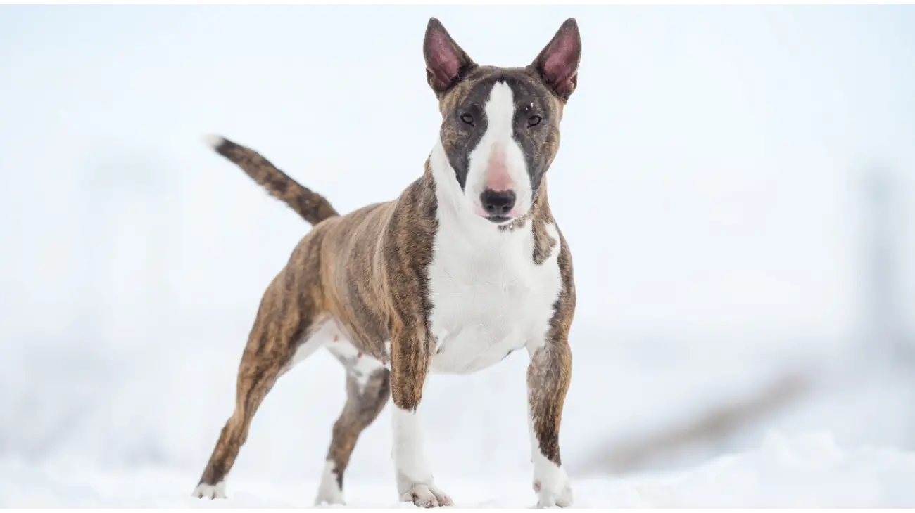 Bull Terrier miniature