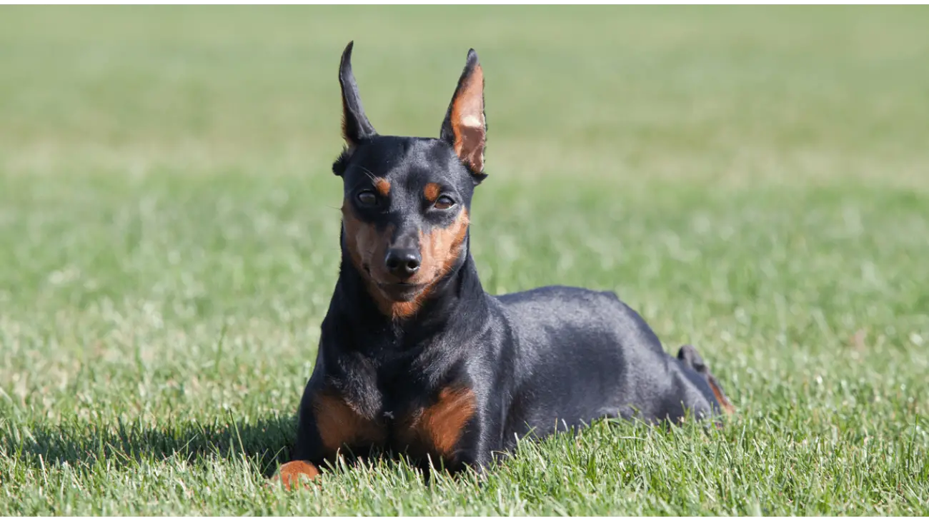 Miniature 2024 pinscher origin