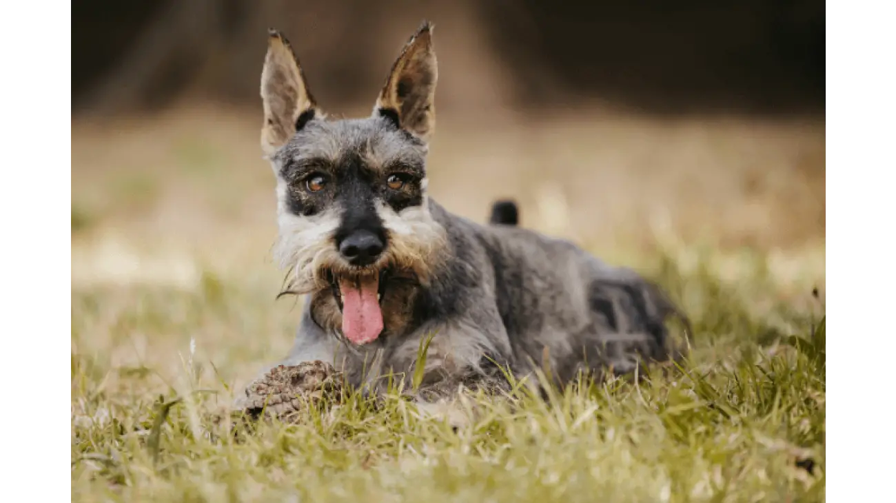 Schnauzer Nain 0