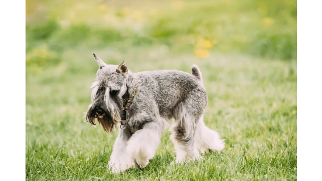 Miniature Schnauzer 1