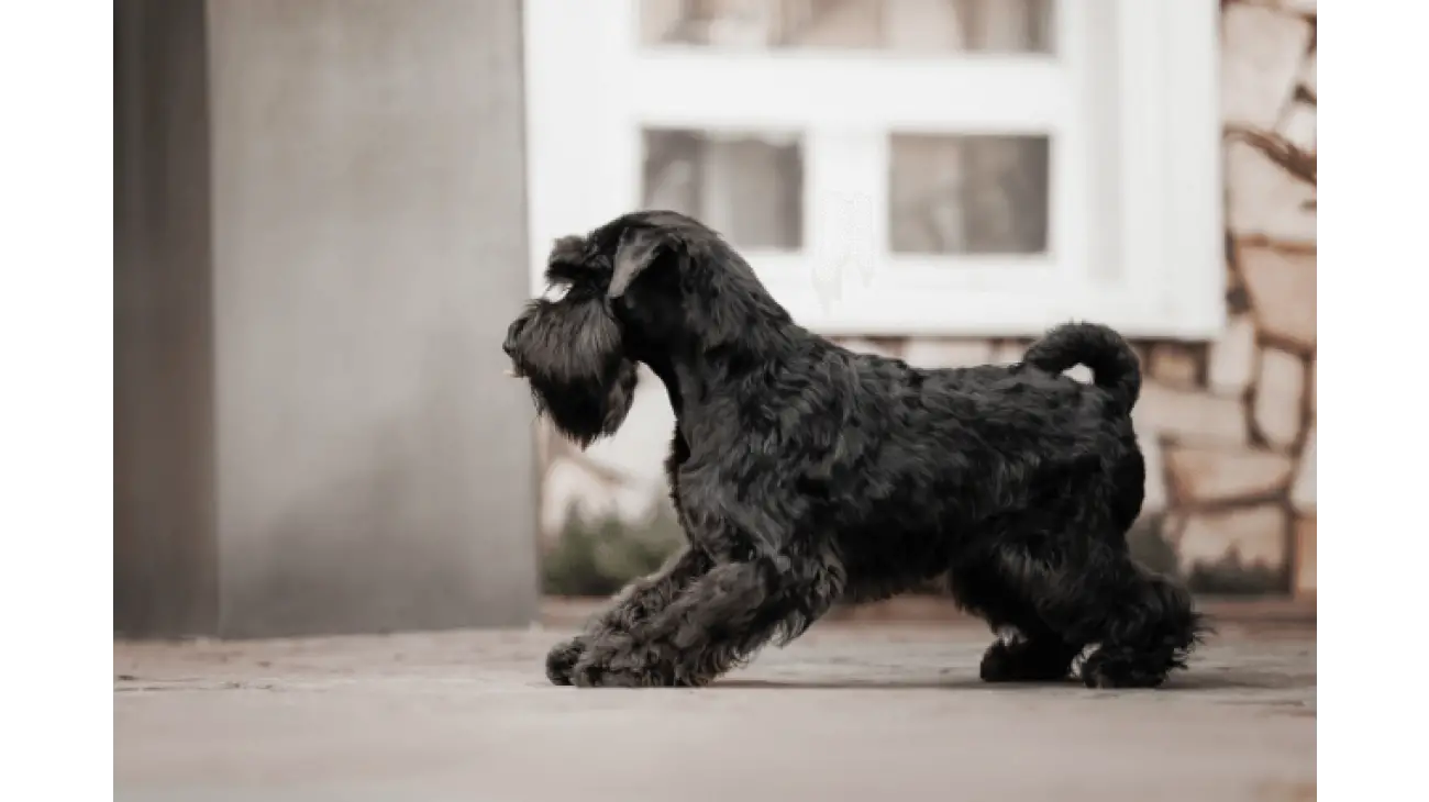 Miniature Schnauzer 2