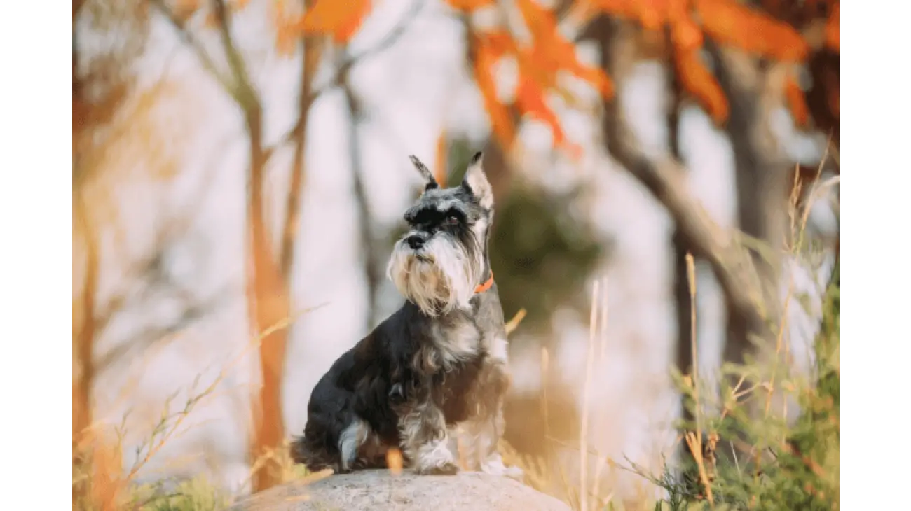 Schnauzer Nain 4