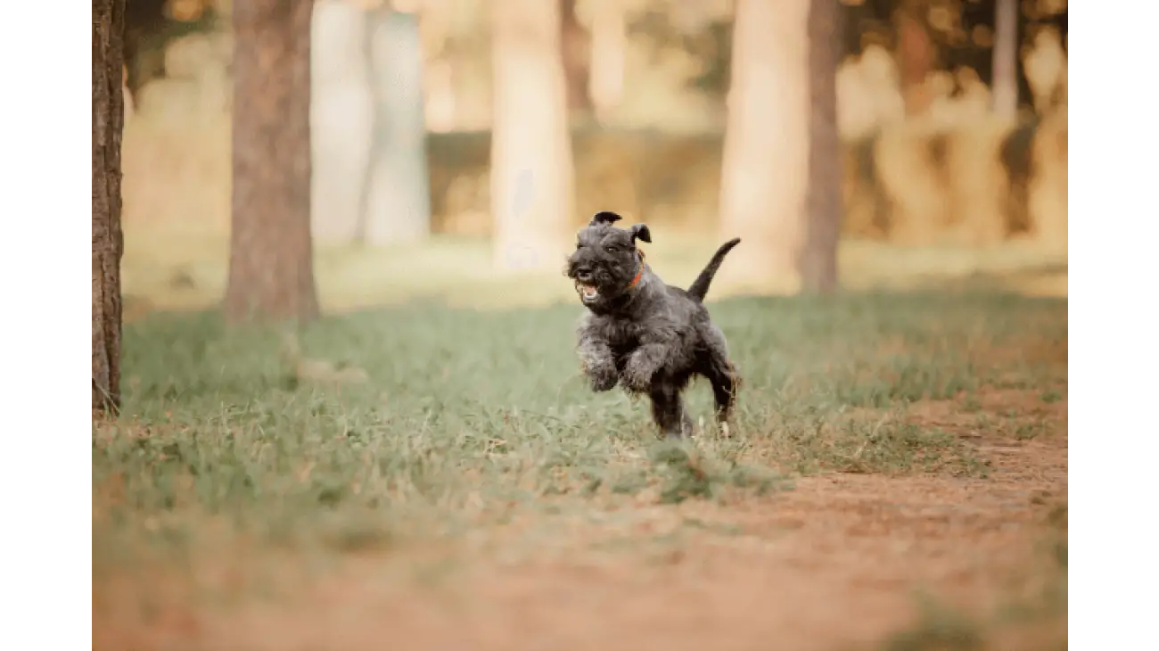 Schnauzer Nain 5