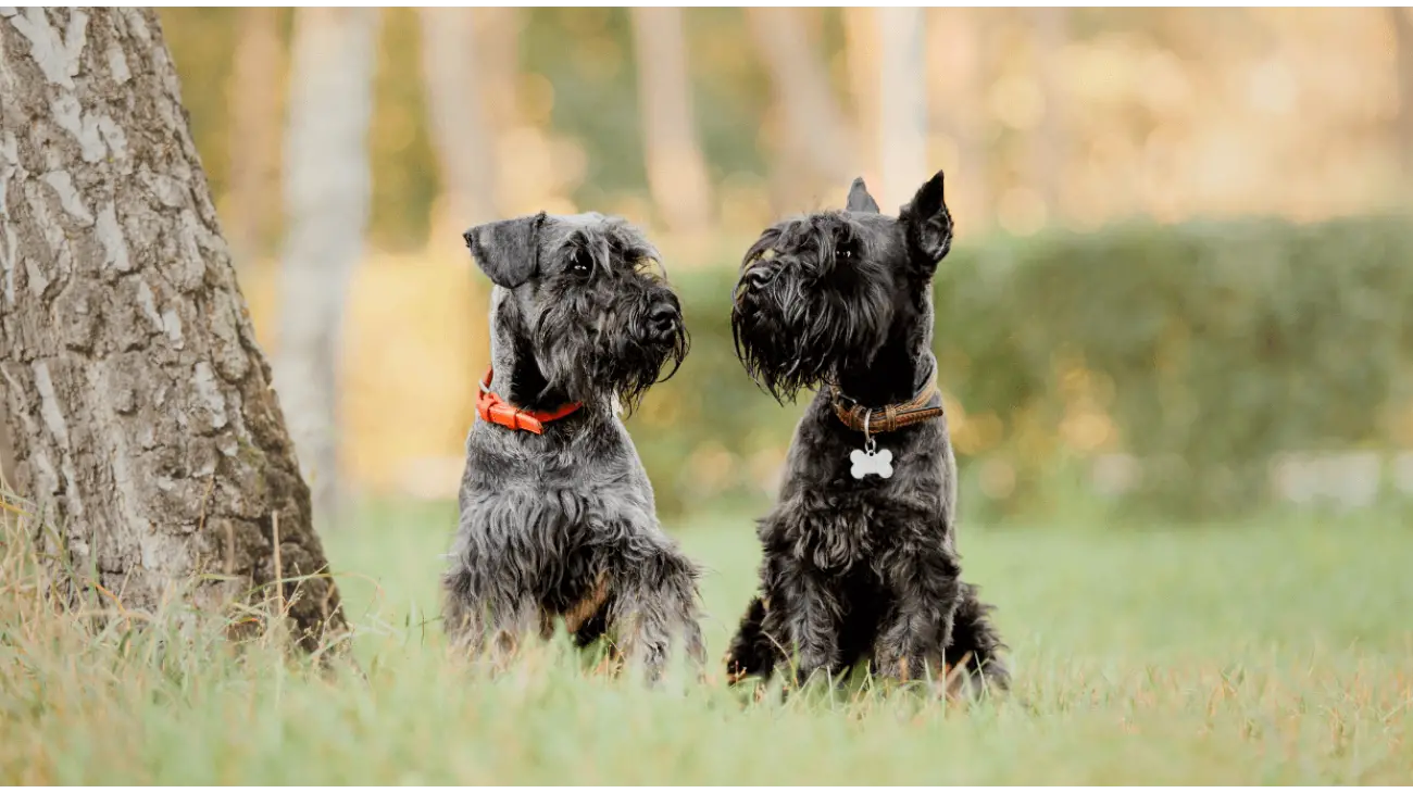 Miniature Schnauzer