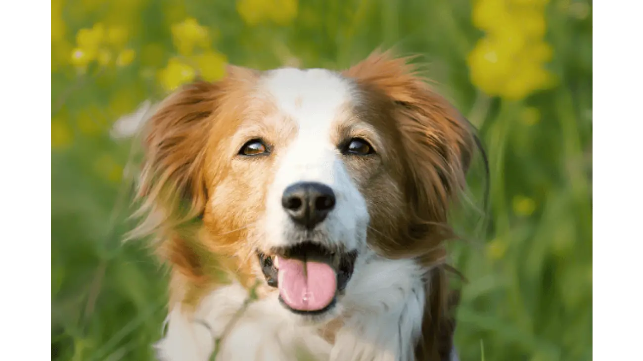 Kooikerhondje 1