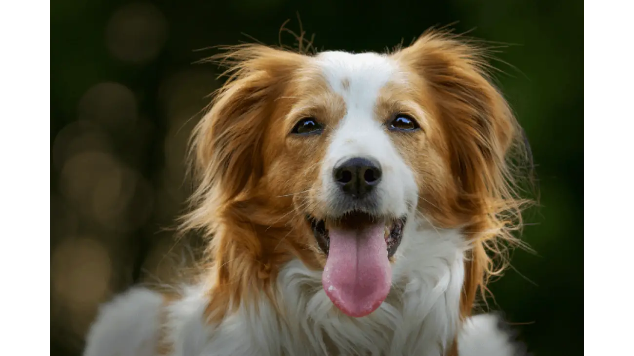 Nederlandse Kooikerhondje 2