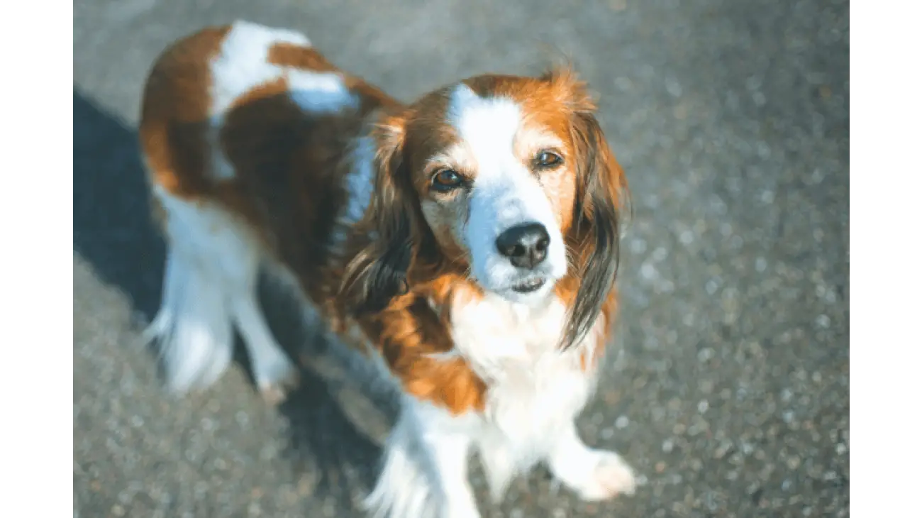 Kooikerhondje 3