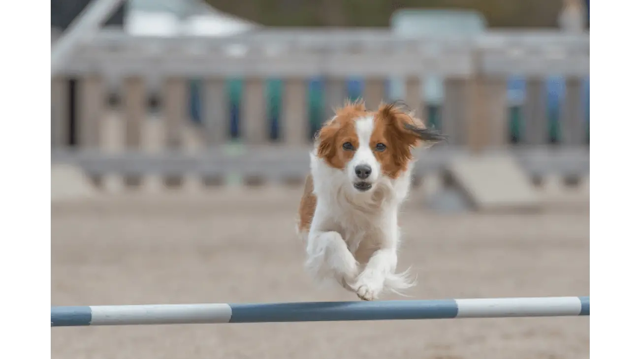 Kooikerhondje 4