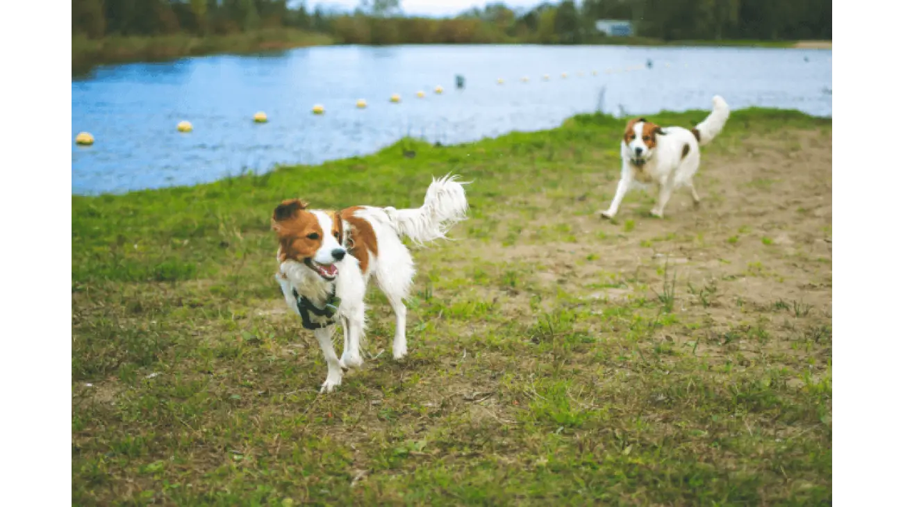 Nederlandse Kooikerhondje 0