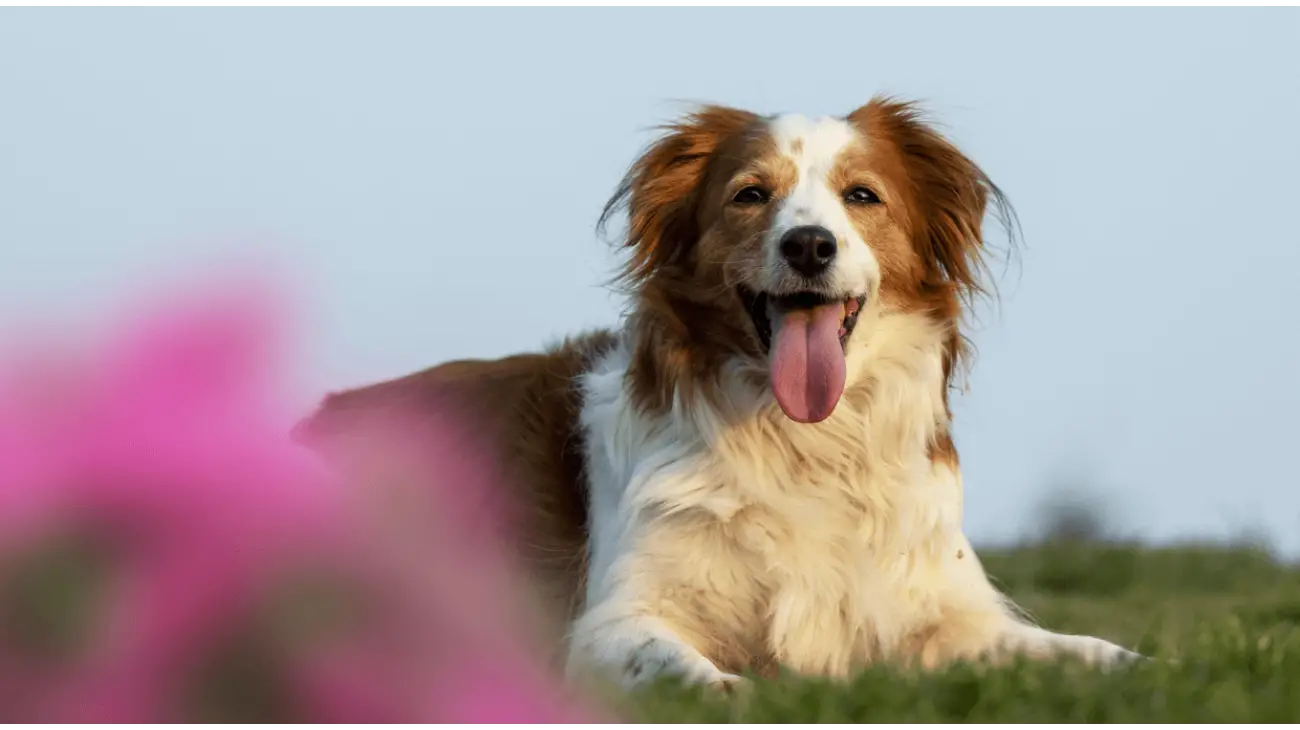 Nederlandse Kooikerhondje