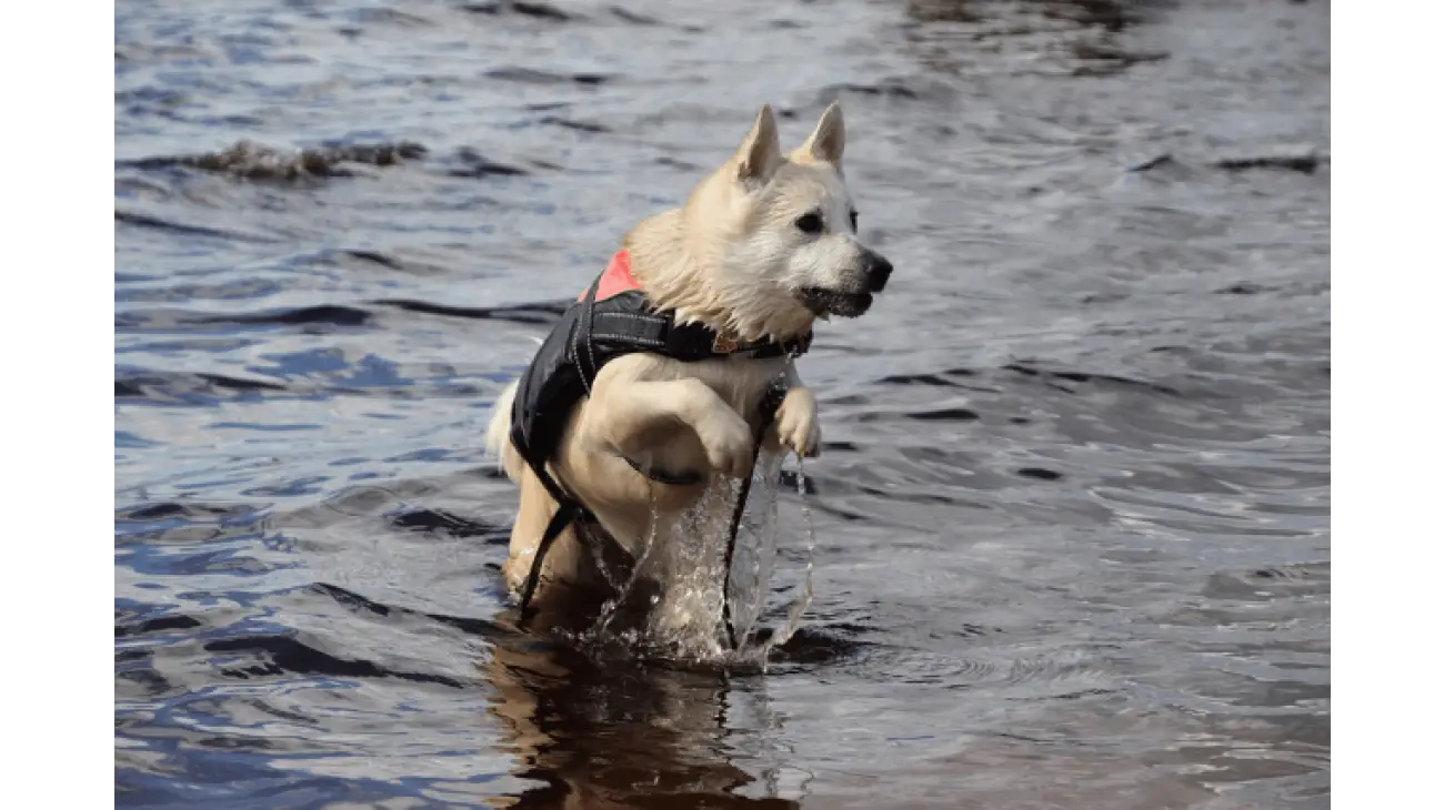 Norwegian Buhund 1