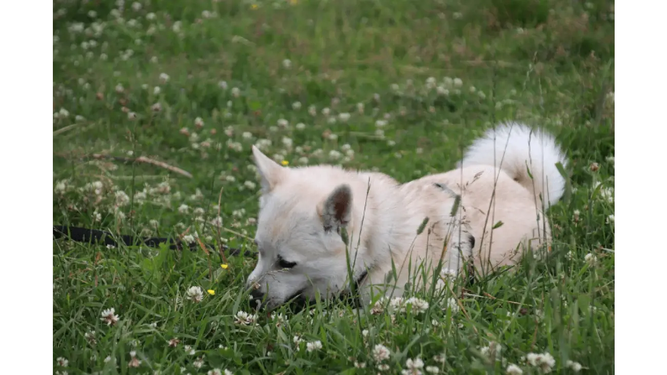 Norwegian Buhund 2