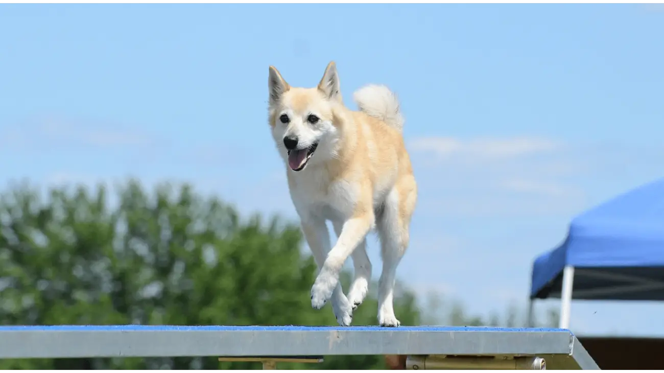 Norwegian Buhund