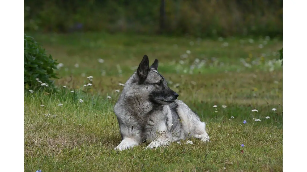 Norwegian Elkhound