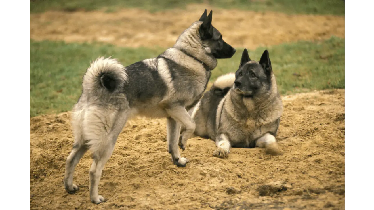 Norwegian Elkhound 1