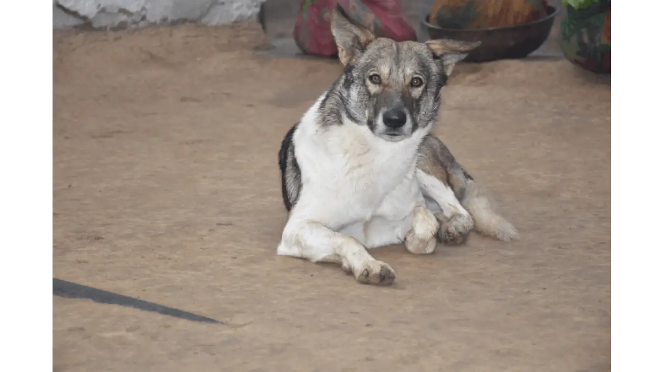 Norwegian Elkhound 0