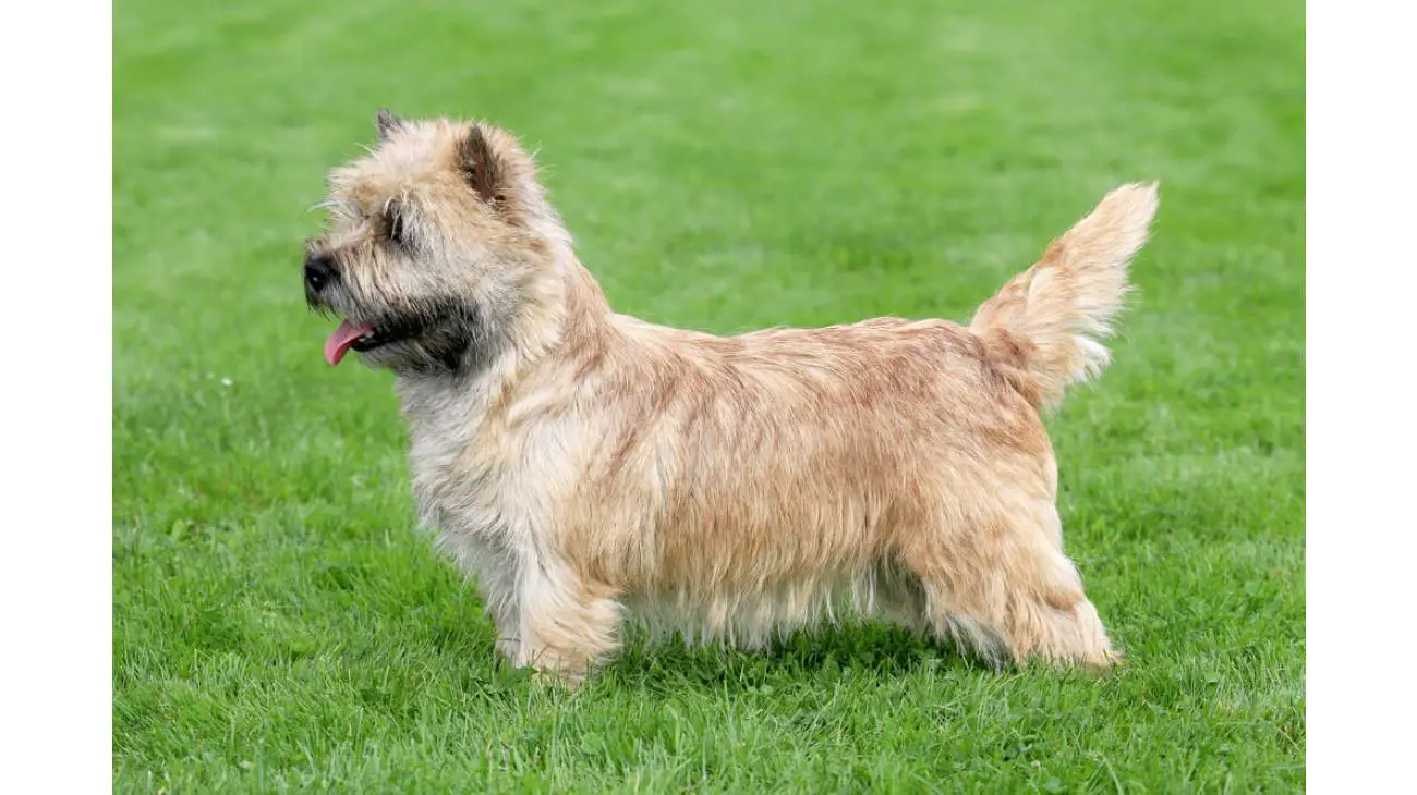 Norwich Terrier