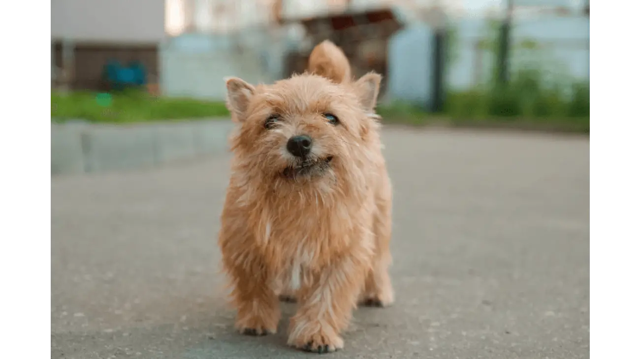 Norwich Terrier 1