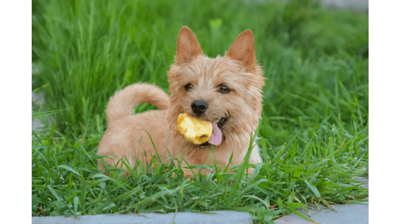 Norwich Terrier 2