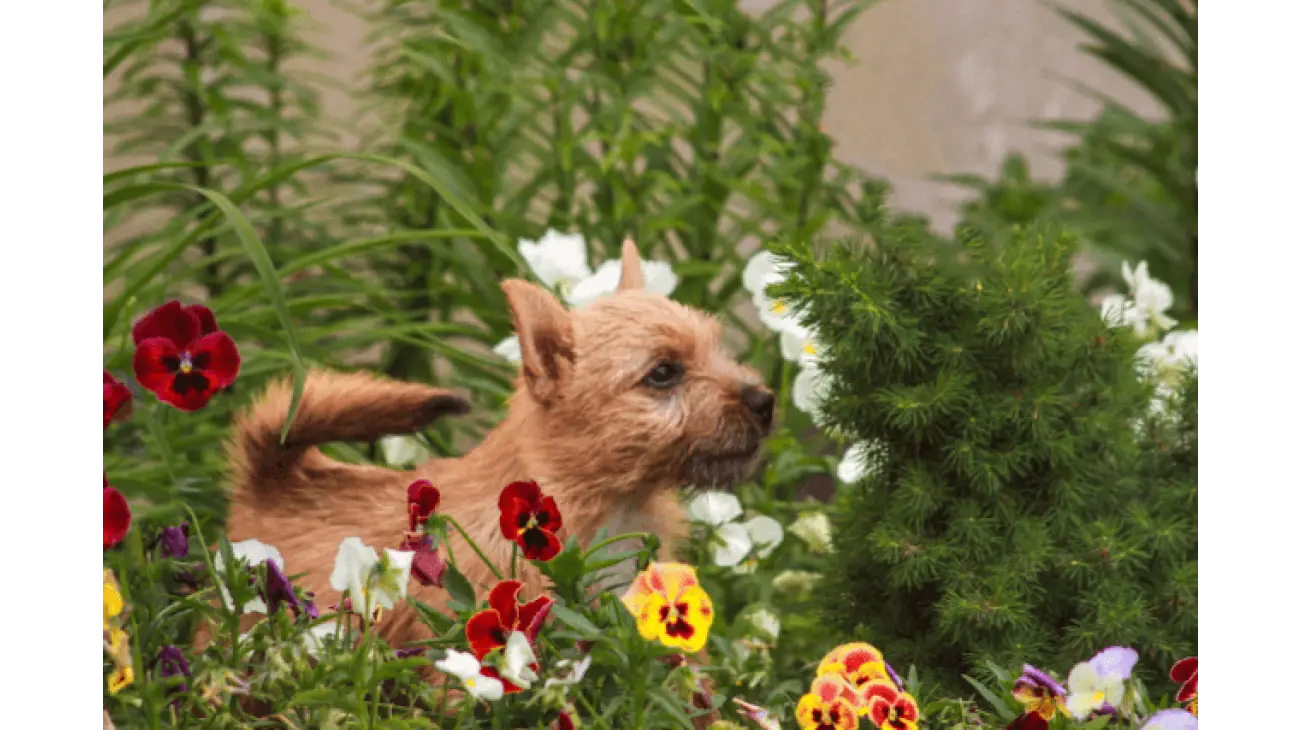 Norwich Terrier 3