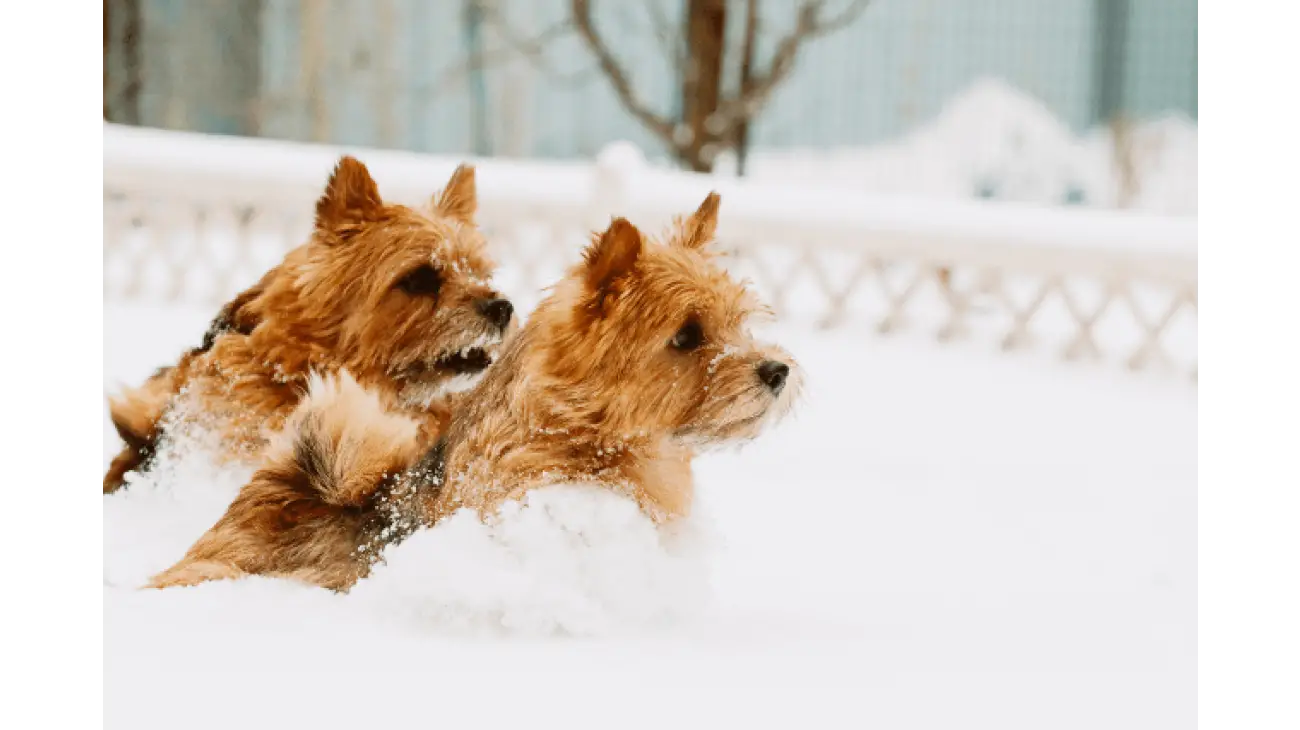 Norwich Terrier 4