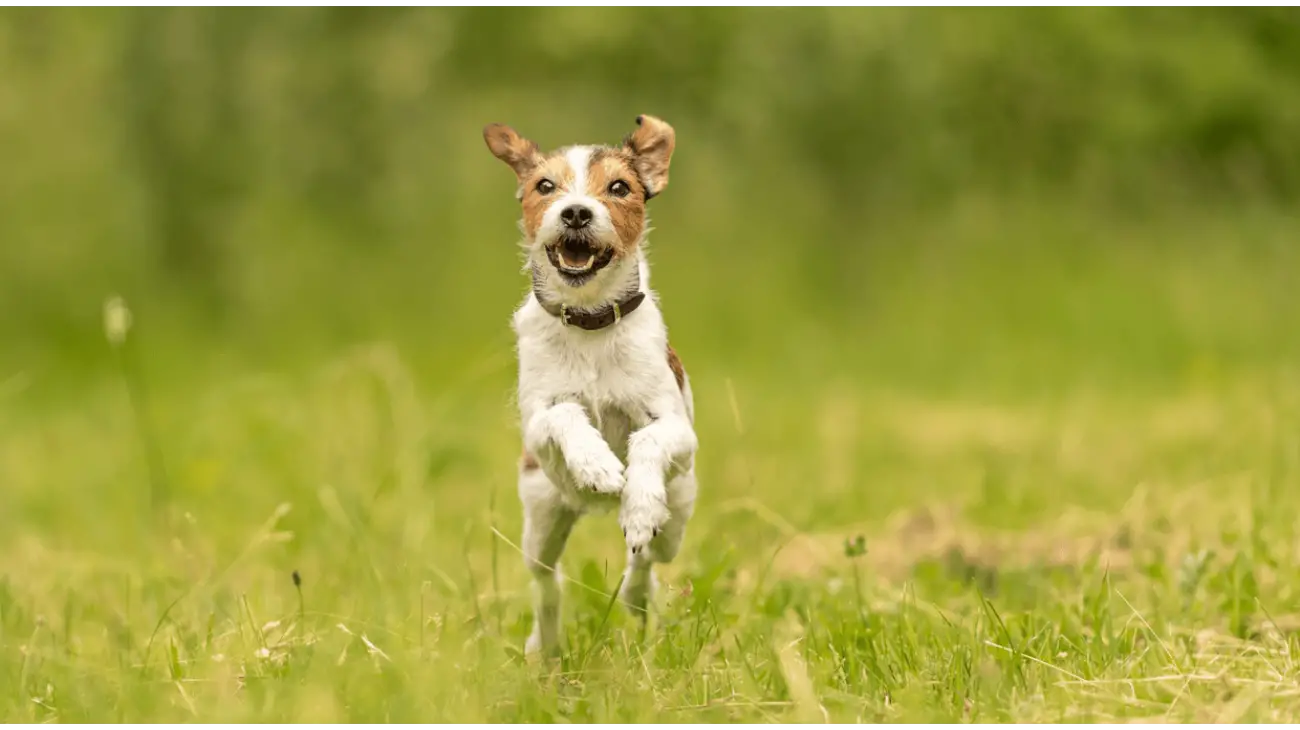 Terrier du Reverend Russell