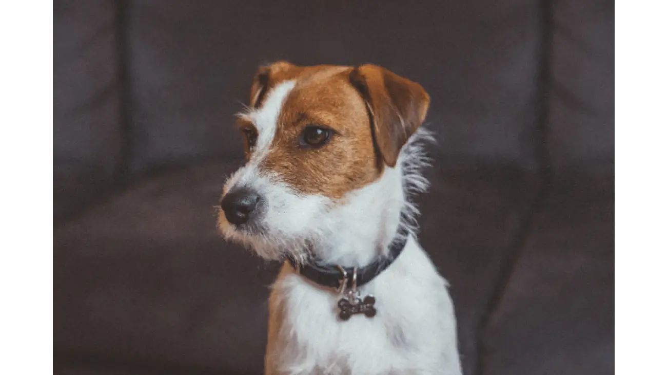 Parson Russell Terrier 1