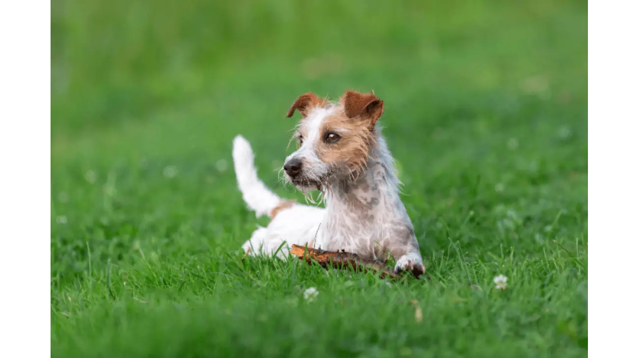 Parson Russell Terrier 2