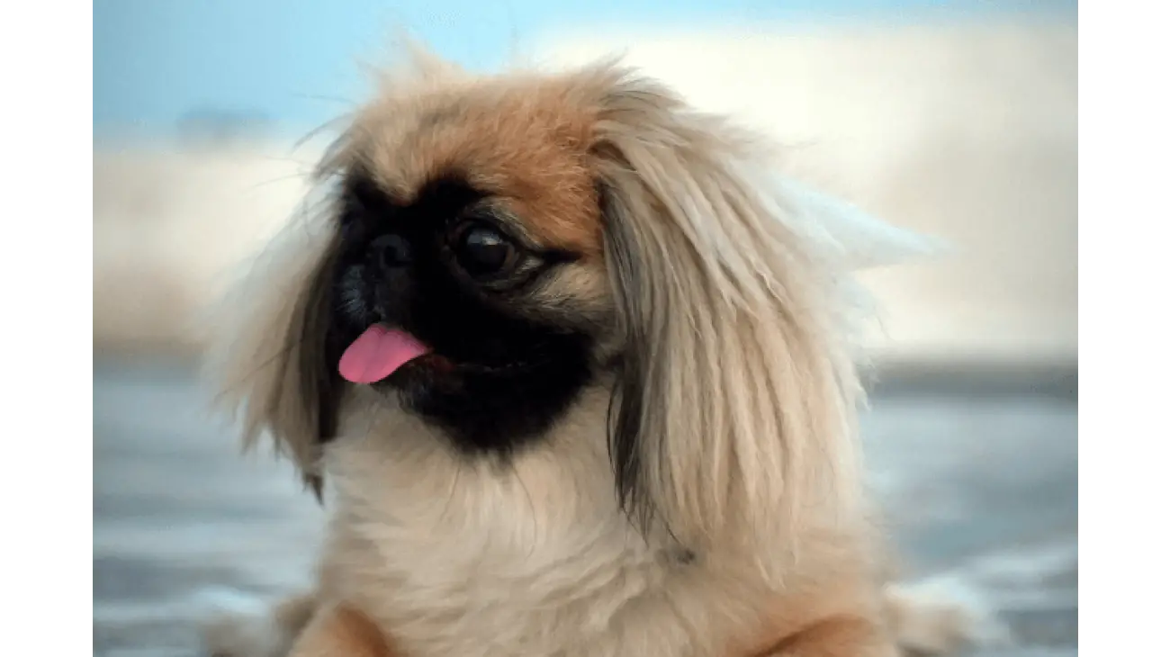 Pekingese 4