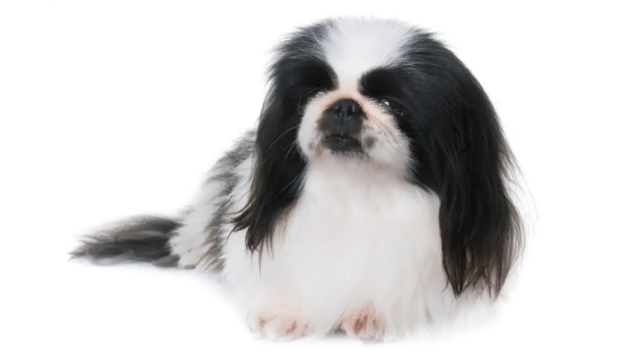 Pekingese 1