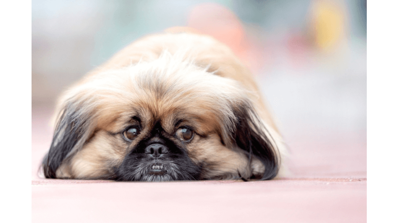 Giant pekingese clearance