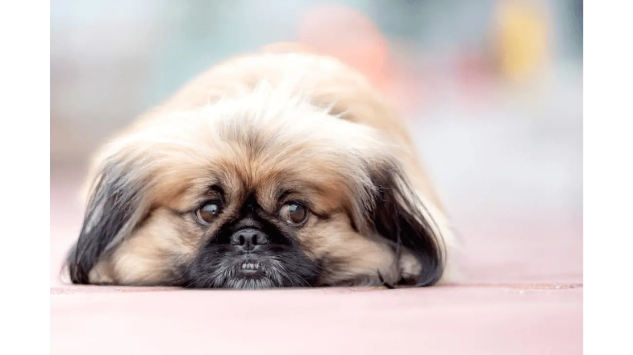 Pekingese 0